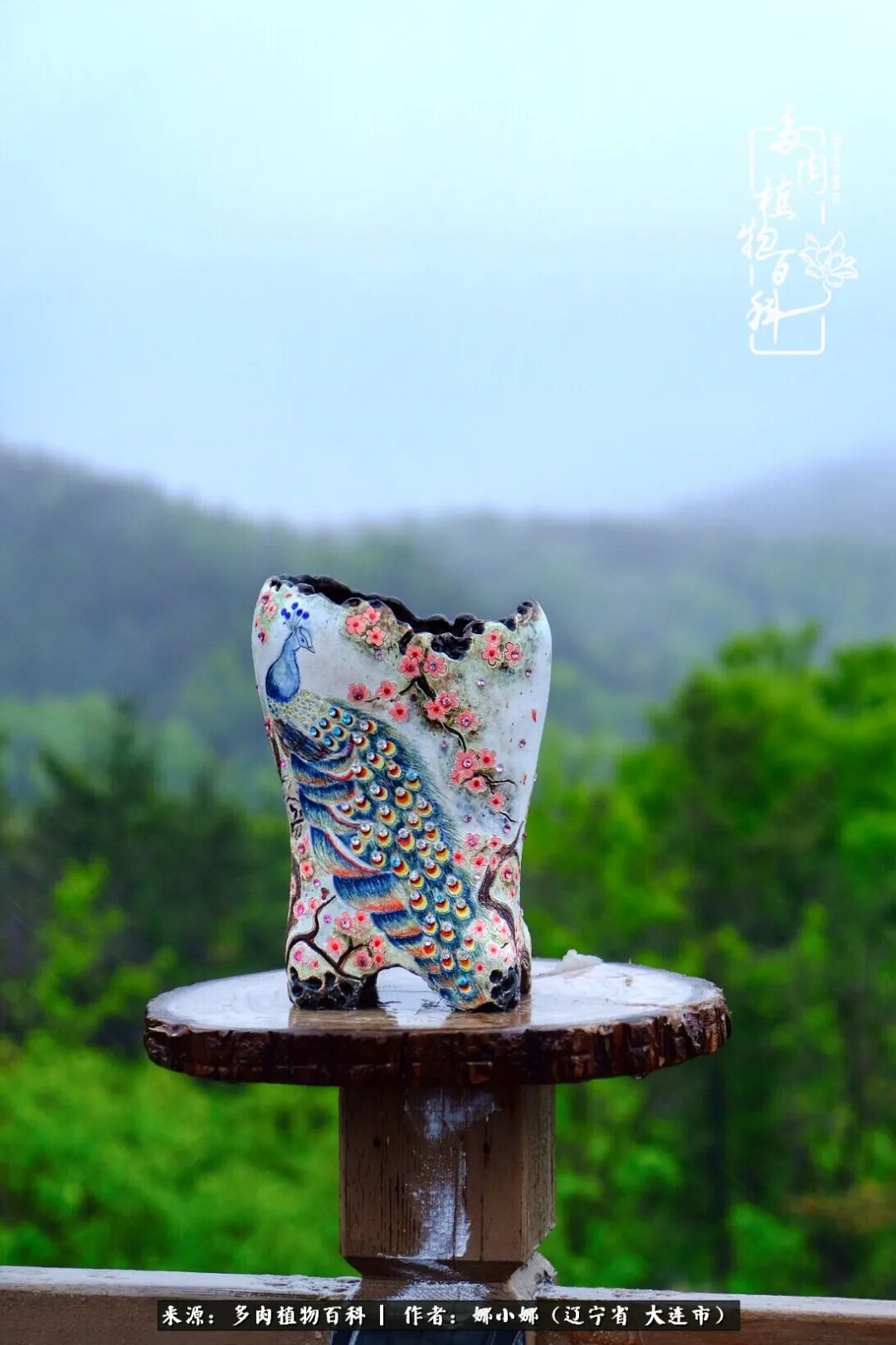 你是盆我是花，你护我周全，我为你绽放