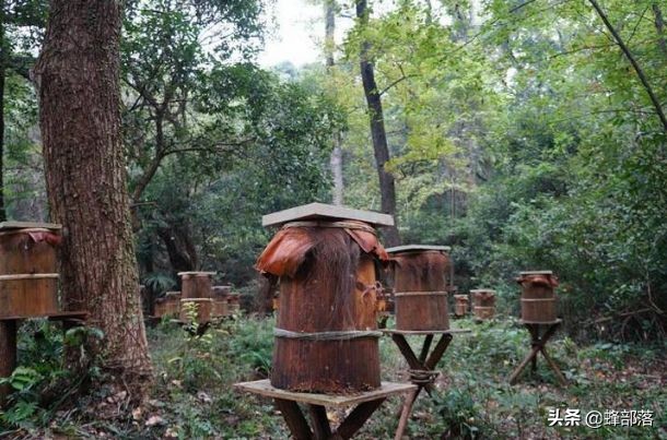传统蜜蜂如何养才能强大,土养蜜蜂工蜂产卵怎么补救