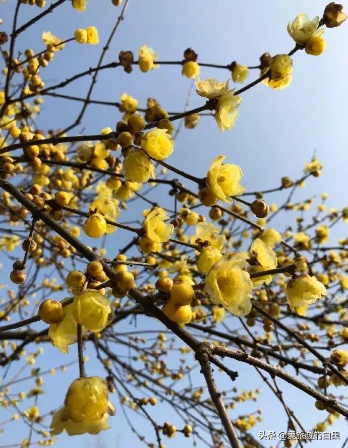腊梅花开放视频,成都看腊梅的地方