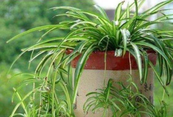 吊兰,是喜阴还是向阳,很多人弄错了,难怪总爱黄叶