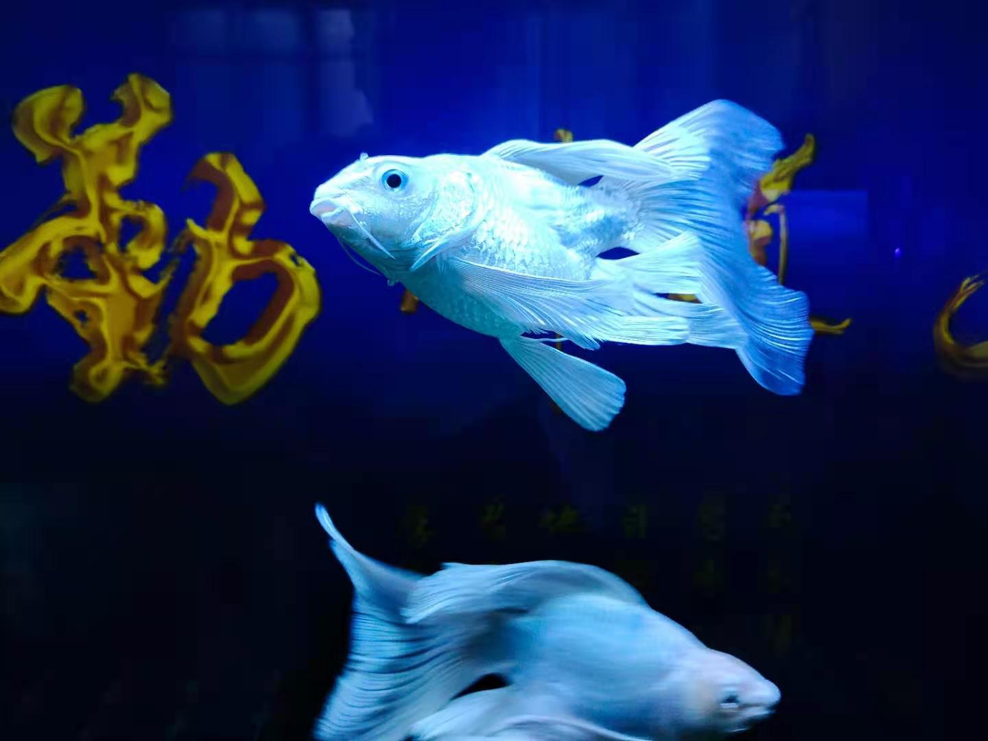 观赏鱼状态最佳，有哪些参考标准，哪些小瑕疵可以视为正常现象？