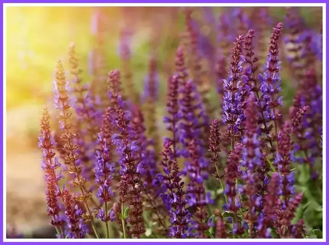 魔都赏花旅游攻略,魔都春季赏花好地方