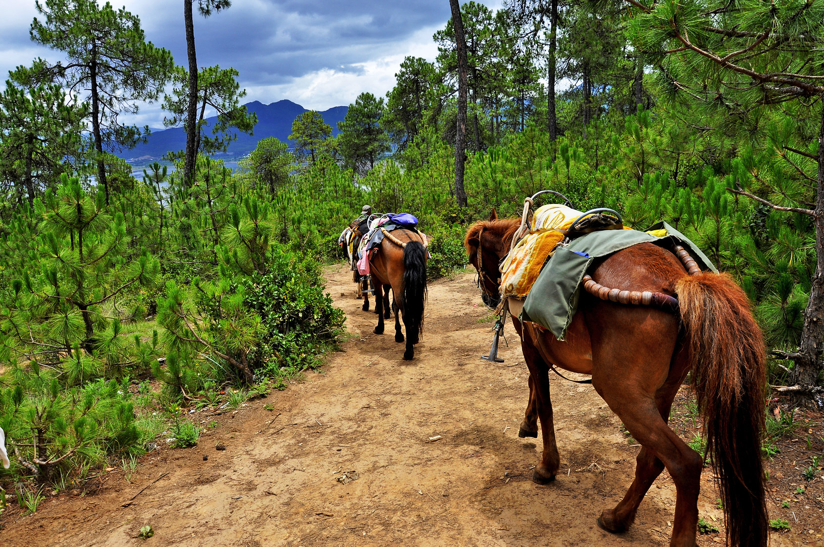 茶马古道路线图全国,茶马古道路径几个省