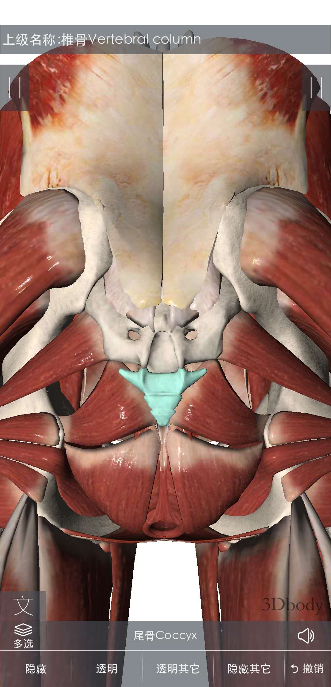 屁股尖疼是怎么办,屁股尖骨头疼痛怎么办