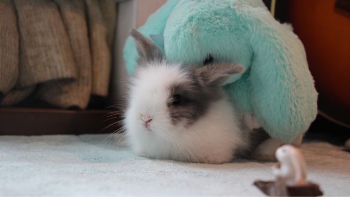 宠物知道主人爱它吗,你的宠物真的爱你吗