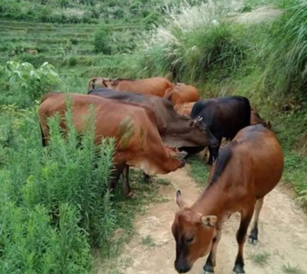 养殖最简单赚钱,目前市场最火的养殖项目