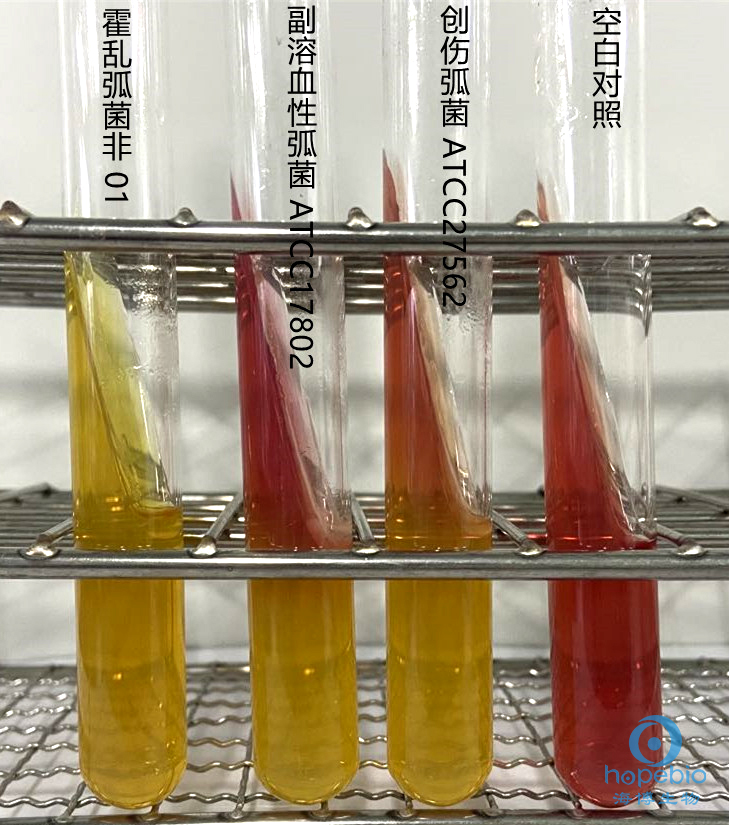 霍乱弧菌分型鉴定,霍乱弧菌的鉴定方法有几种