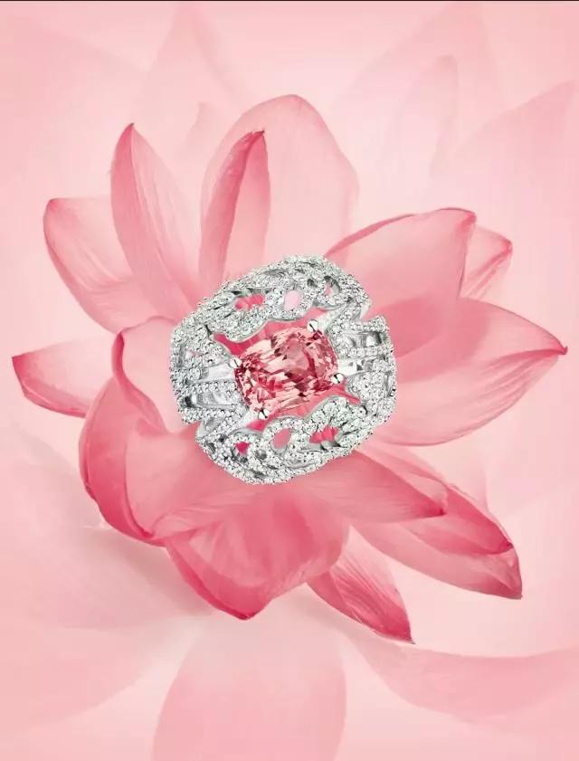 帕帕拉恰介绍,正统帕帕拉恰