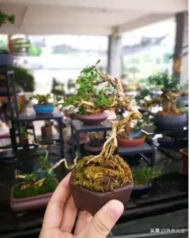 微型黄杨好养吗,黄杨微型盆景如何浇水