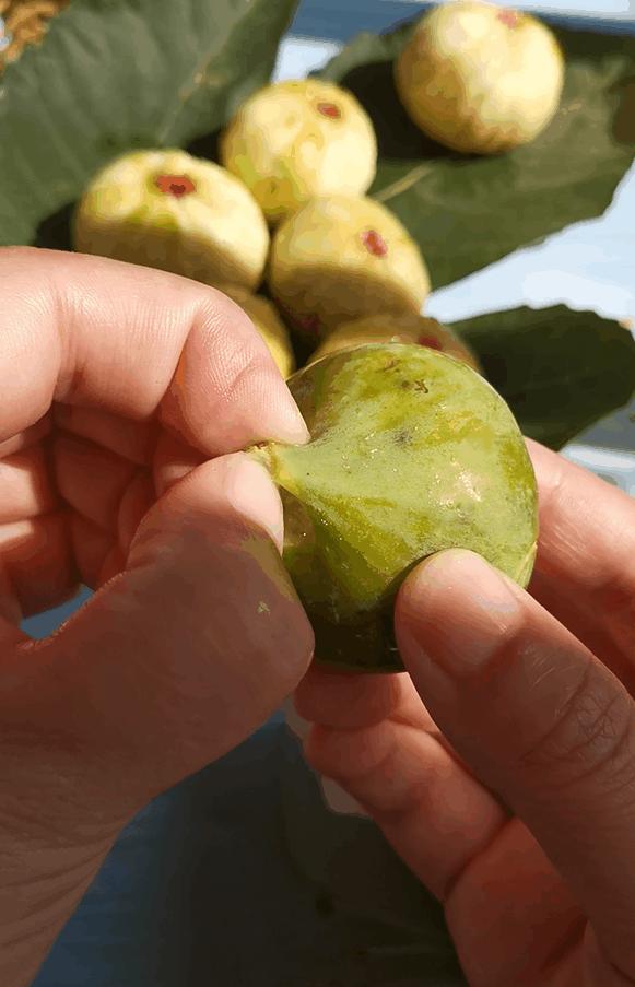 无花果吃之前怎么处理,干无花果为啥吃起来涩嘴