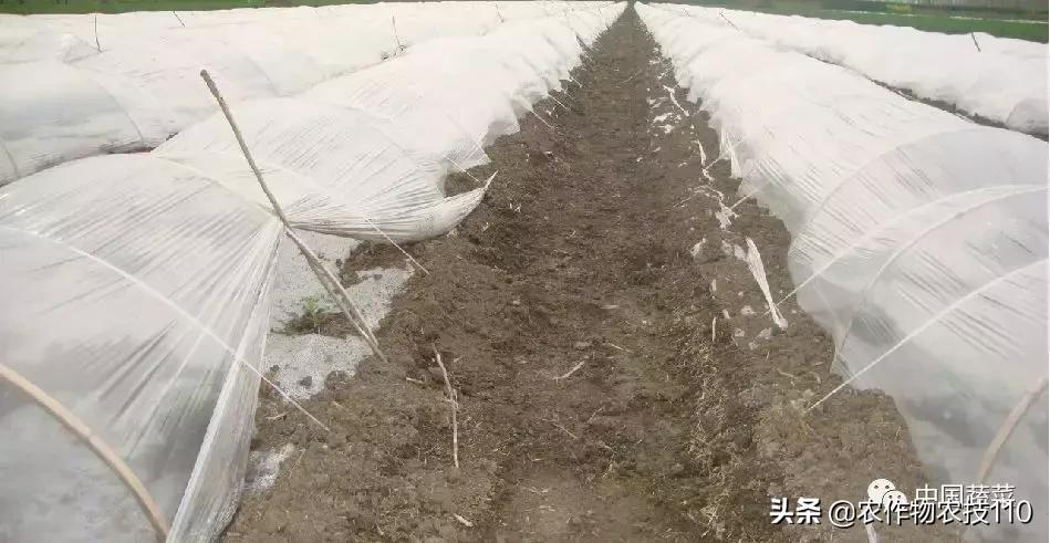 西瓜栽培技术有哪些,西瓜栽培技术全面的文字解释