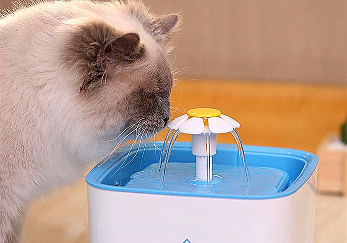 猫咪尿频尿血最便宜的解决方法,猫咪尿频尿急最快最便宜解决方法