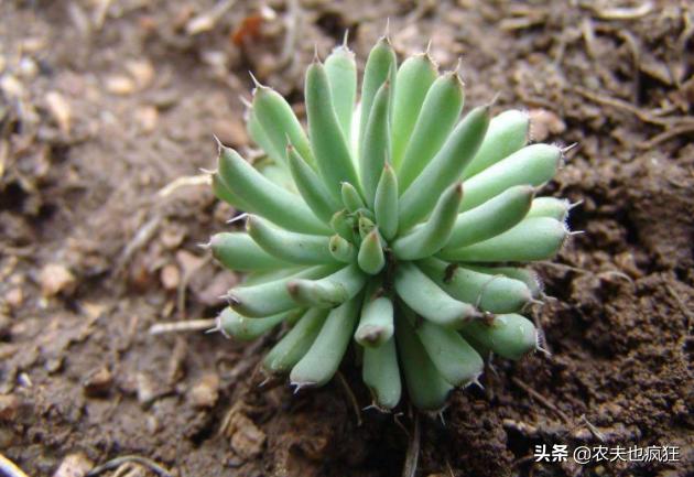 长在农村砖房上的植物,长在农村房顶瓦片上的植物