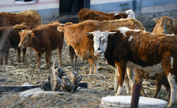 延边黄牛养殖成功案例,延边黄牛养殖利润