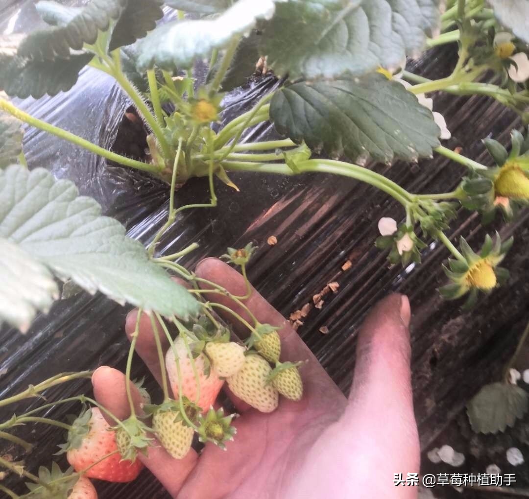 草莓只开花不坐果该怎么办,草莓不开花不结果
