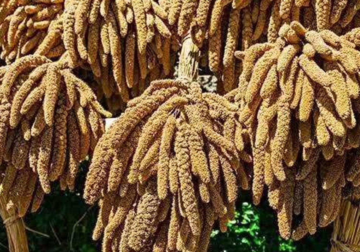 谷子种植，了解其生育阶段，是实现高产的基础，你学会了吗