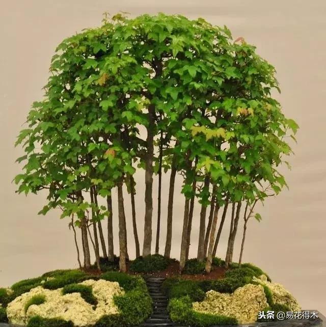 丛林式精品盆景欣赏,丛林盆景浅盆