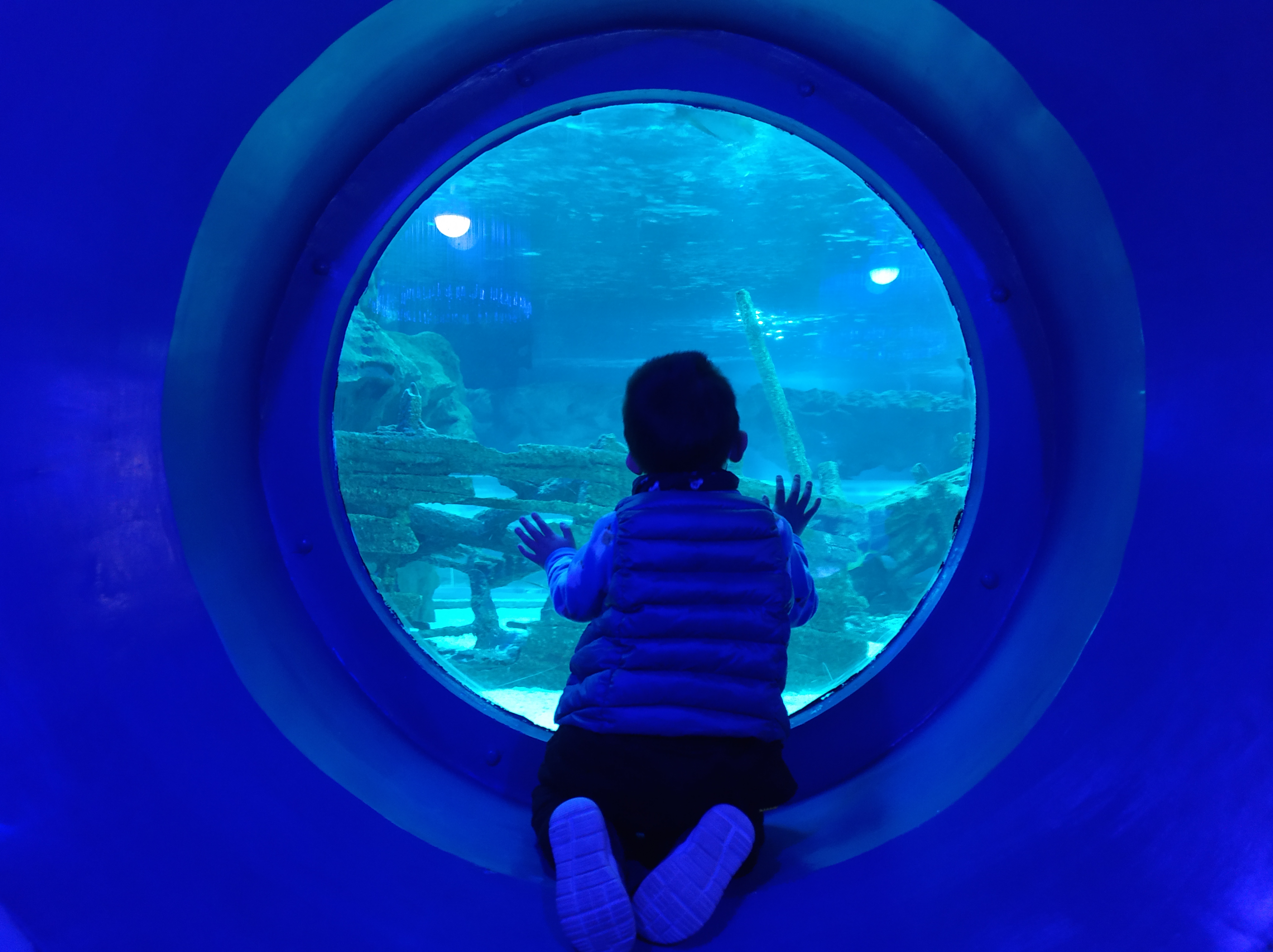 太平洋海洋馆和北京海洋馆哪个好,北京海洋馆海底通道游记