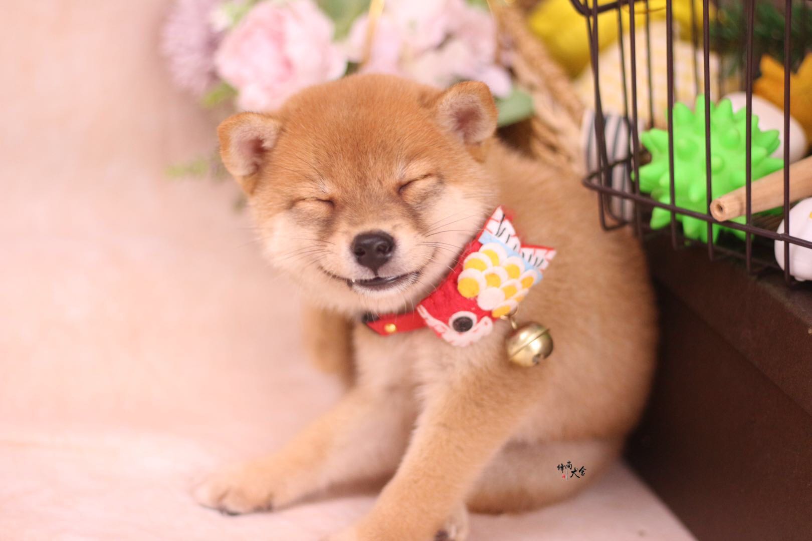 柴犬领养骗局视频,柴犬领养柴犬