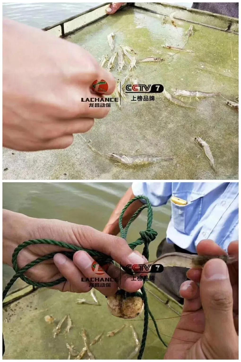 胆汁酸对虾的正确使用方法,白对虾胆汁酸保肝能天天用吗