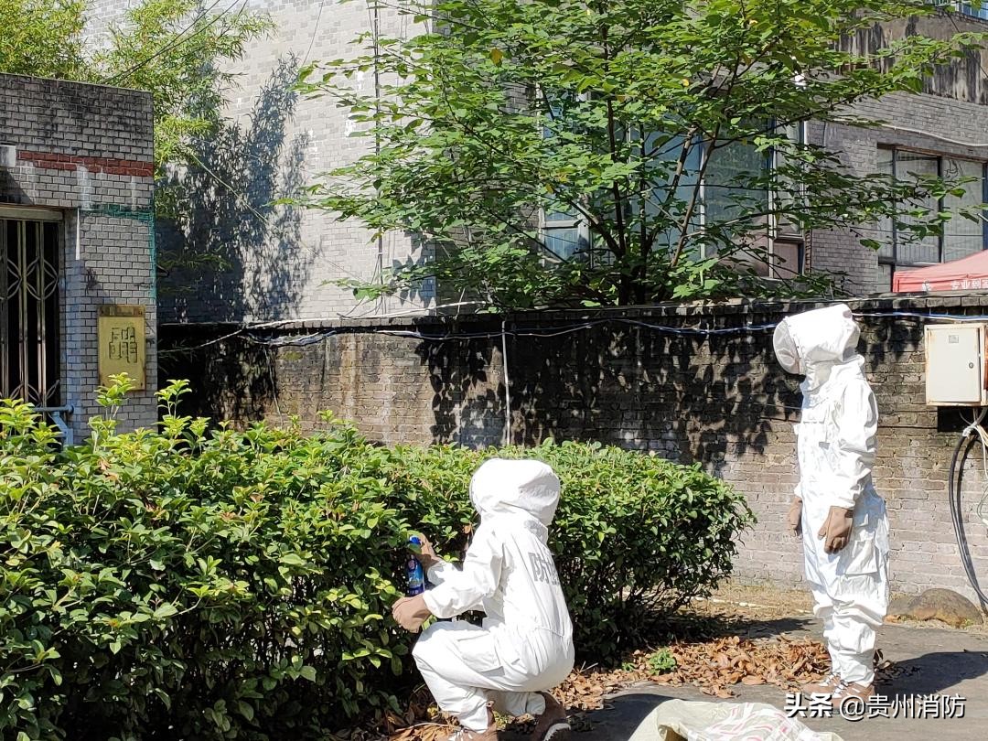 马蜂在住宅地方筑巢危险吗,马蜂住在房檐是好还是坏