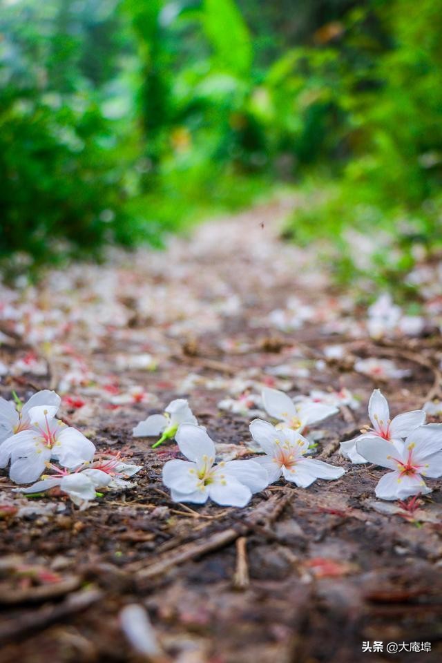 潮汕赏花一日游最佳去处,潮汕五一小众旅游推荐