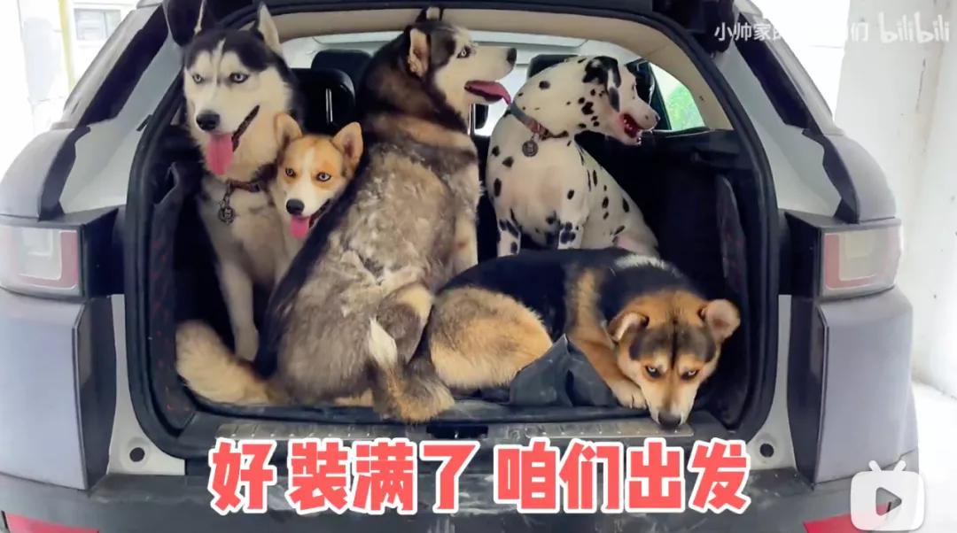 花三年建宠物乐园,花20万给狗打造乐园