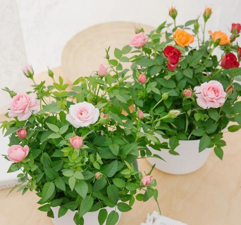 玫瑰花养不好?关键“换盆”要得当,记住小技巧,后期成活更好养