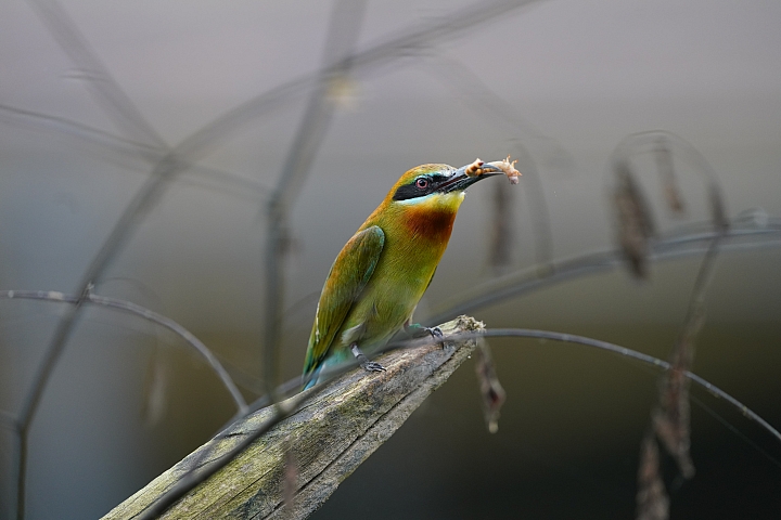 索尼fe50mmf2.5gm测评,索尼fe24f1.4gm大师镜头评测