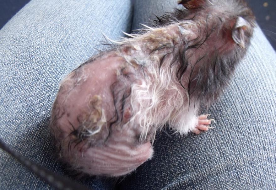 怎样治仓鼠软便,仓鼠掉毛严重怎么办