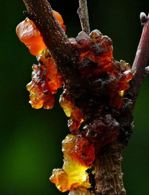 数千万年前琥珀是怎么成形的,琥珀完美封存的古老记忆