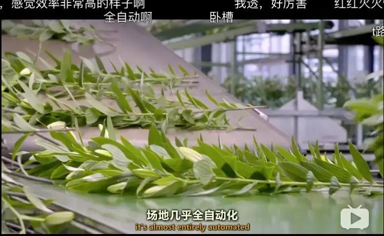 世界最大鲜花市场的销售全过程,全球最大的鲜花交易市场排名第一