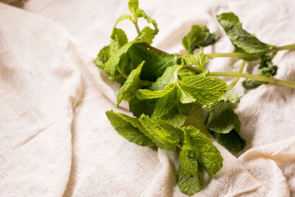 把整颗人参怼进龟苓膏里！论养生，还是深圳人厉害