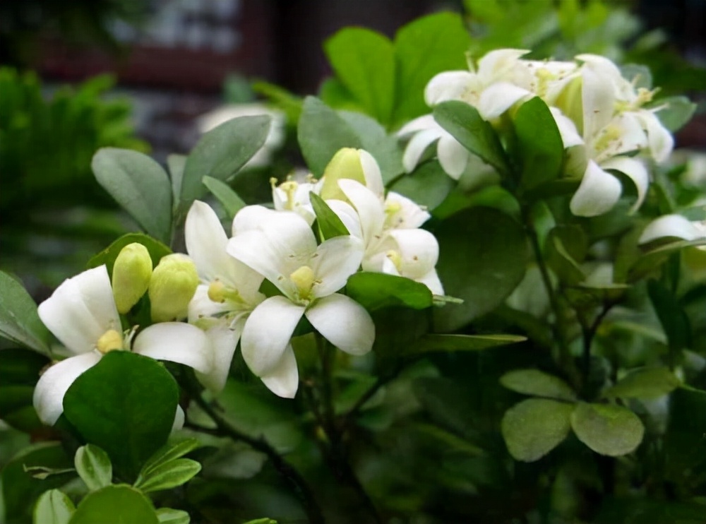 常见花卉养殖总汇,各种花卉植物养殖方法??