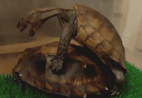 八角灵龟是不是保护动物,锯缘龟八角灵龟