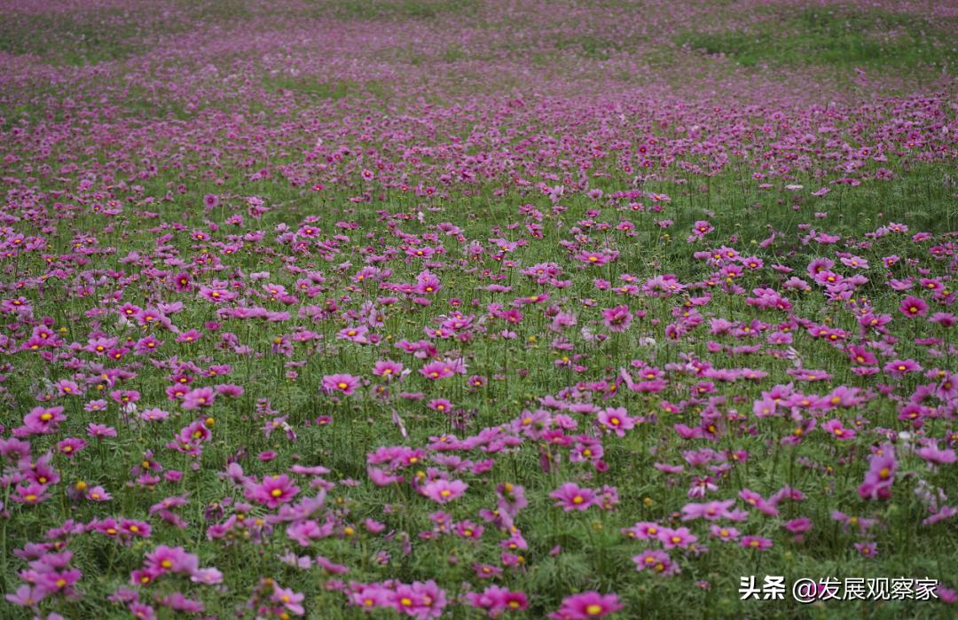 双流花海风景,双流紫色花海