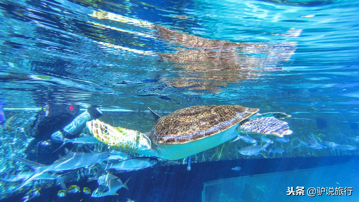 天房洲际与亚特兰蒂斯,天房洲际酒店和亚特兰蒂斯
