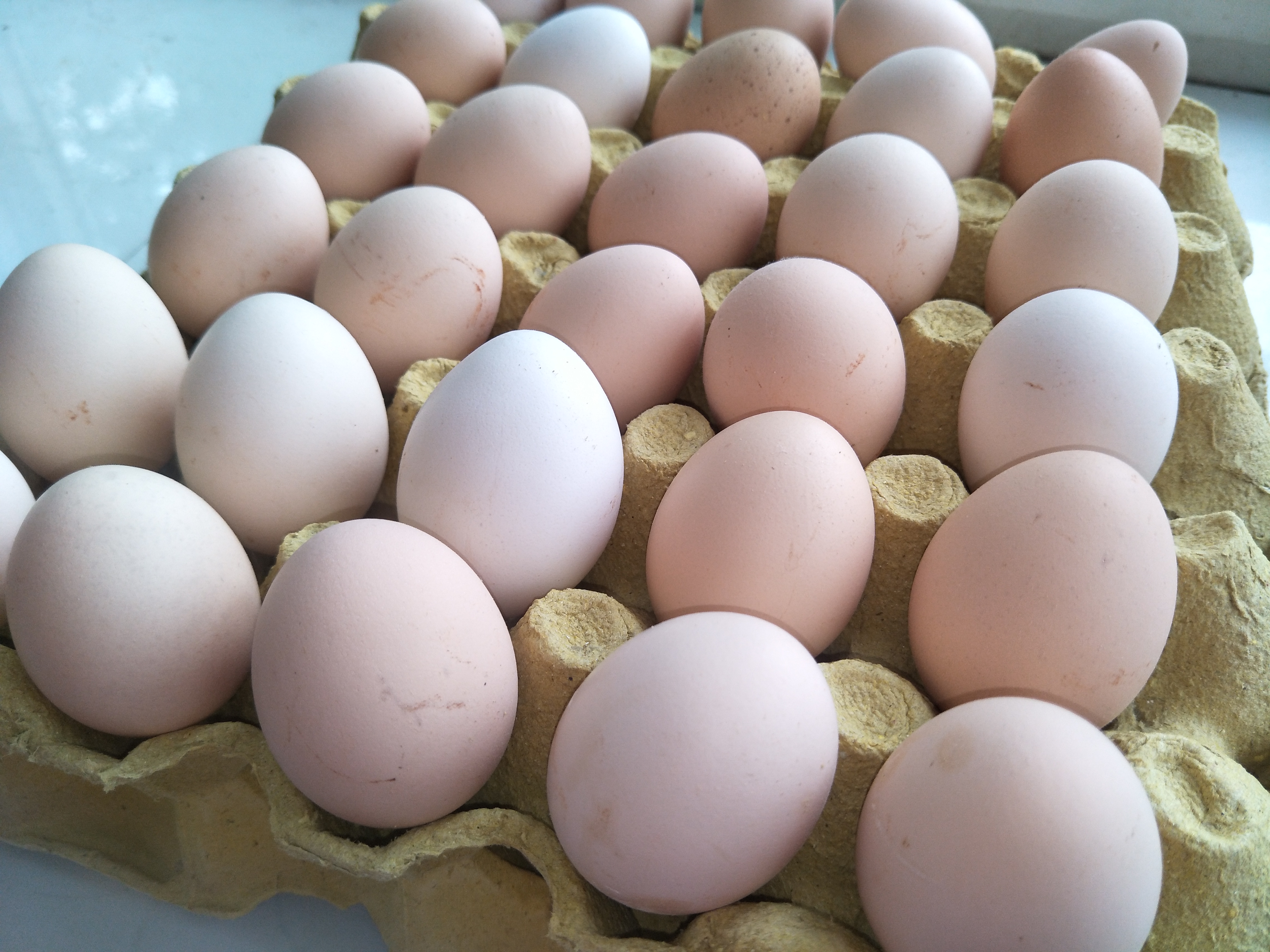 保存鸡蛋是大头朝上还是小头朝上,公鸡蛋如何保存不变质