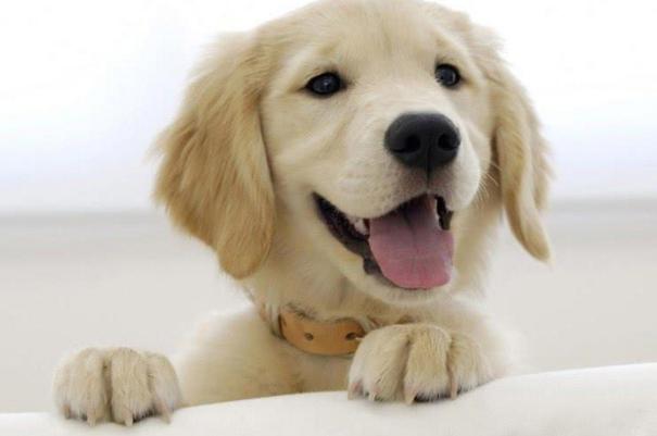 如何选一只好宠物狗,如何选到一只品种好的狗