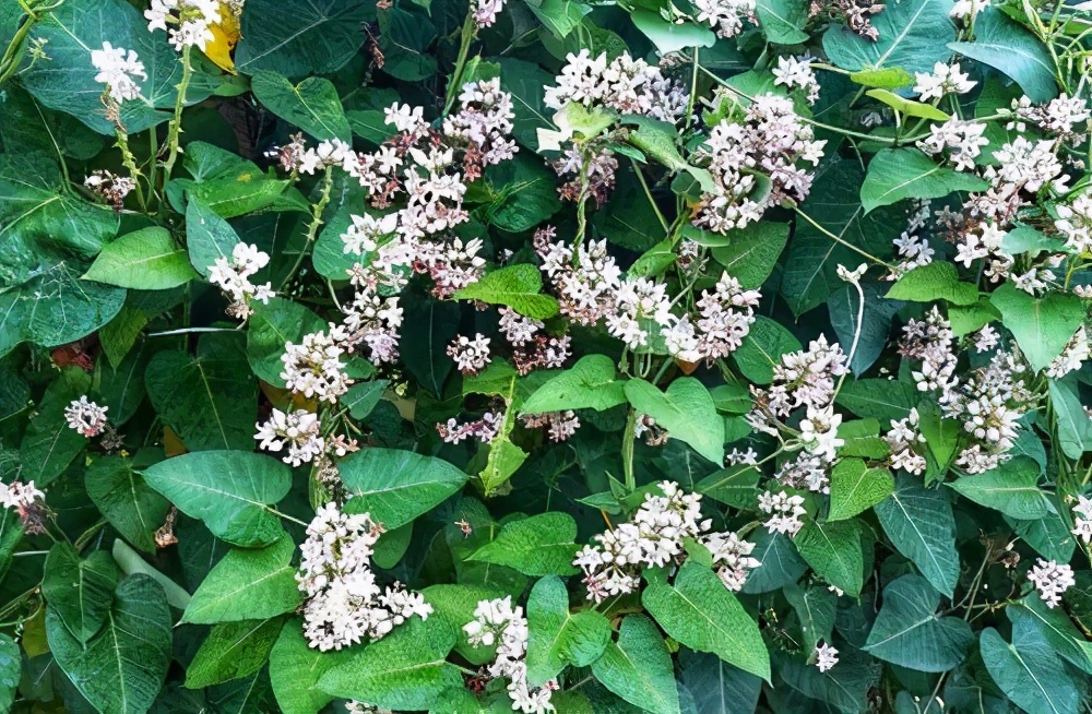 含12生肖的植物名,用十二生肖组成的植物名