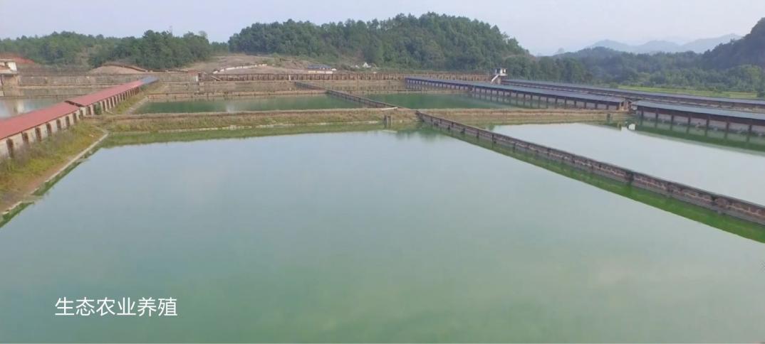 龟汤药材配方,石龟煲汤料配方大全