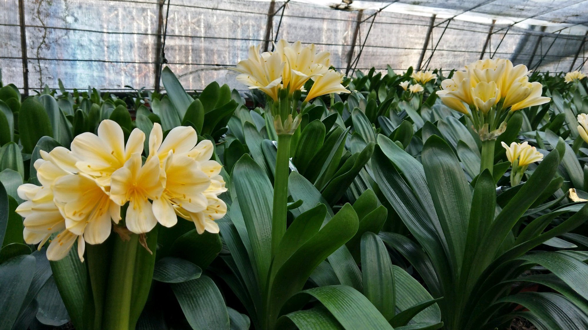 君子兰从配土到开花的五种步骤,君子兰栽培技术君子兰啥时候开花