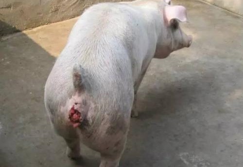 猪常见病用药大全,夏季猪的常见疾病及预防措施