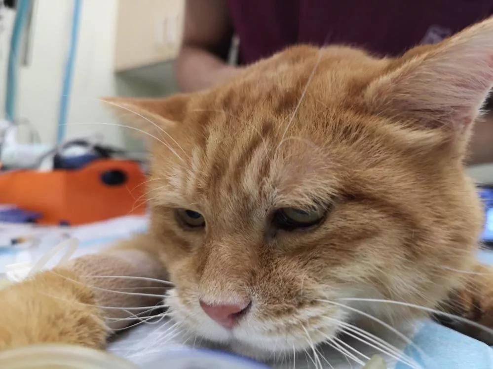 猫咪传染病科普,猫咪患了牙周炎怎么办