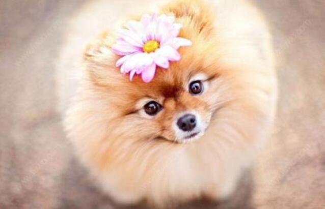 博美犬饲养照顾全攻略轻松掌握,饲养博美注意事项