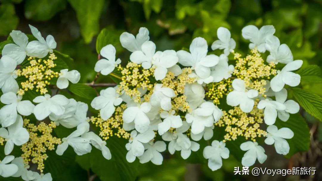 旅行民宿春天赏花,附近哪里有赏花民宿