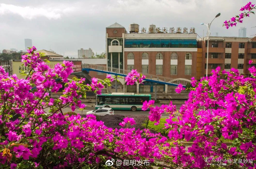 被大理丽江掩盖风头又怎样？它才是云南No.1！5月它太美了