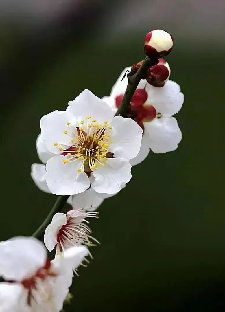 中国十大名花惊艳千年,中国十大名花美极了