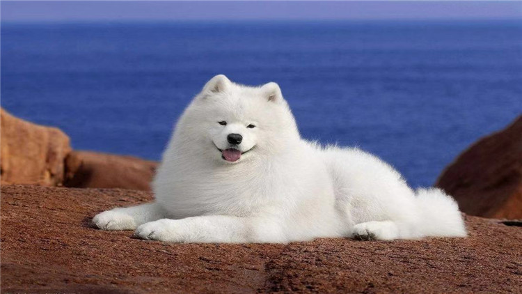 狗狗经常刨地怎么回事,狗狗频繁刨地