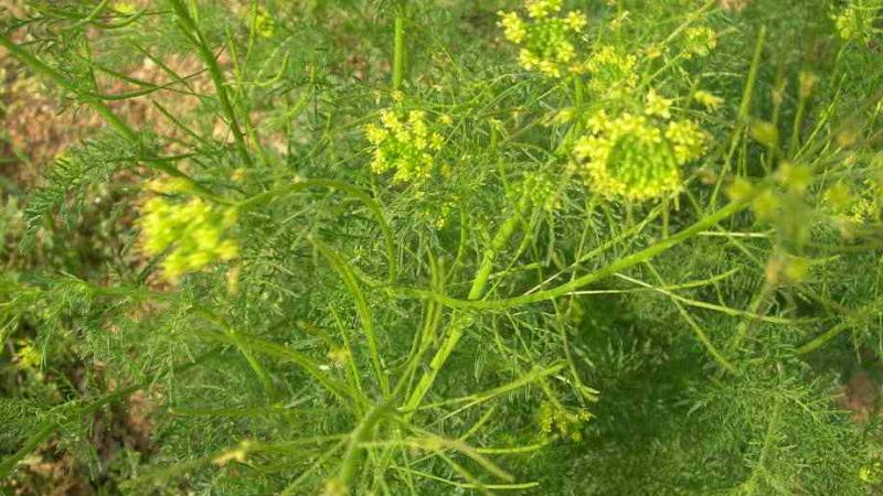 茴香种植最简单方法,茴香怎么种植小技巧简单